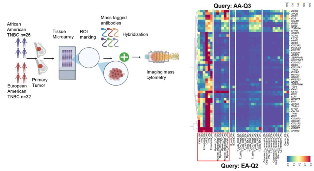 Biological Basis of Triple Negative Breast Cancer Racial Disparity image