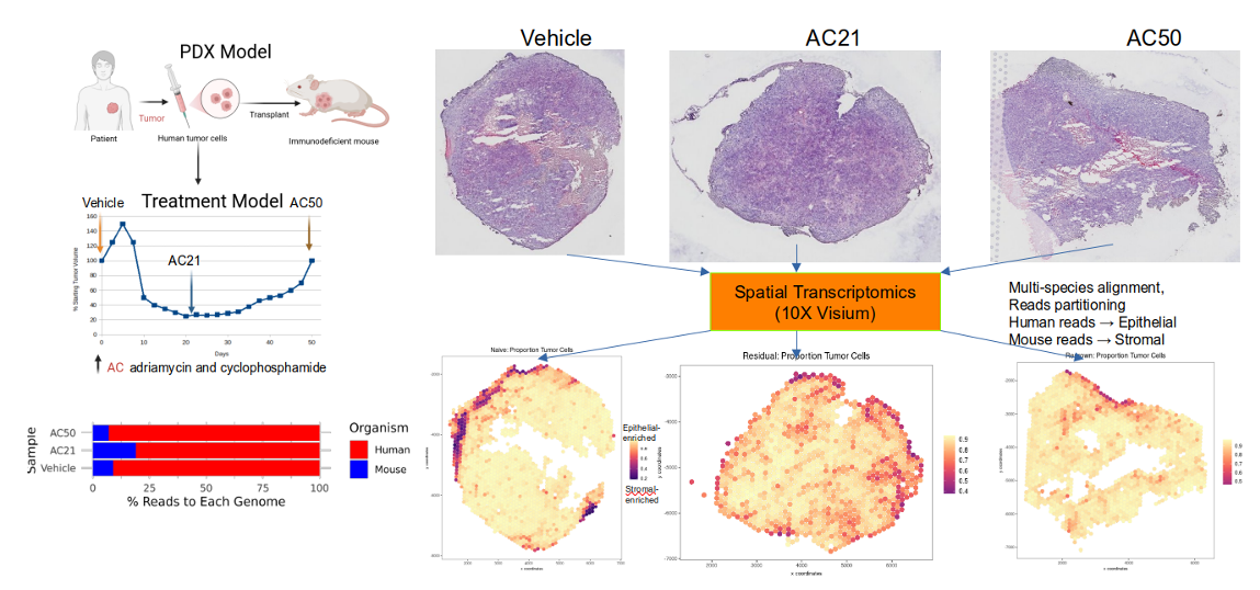 Biology of Breast Cancer Metastases image