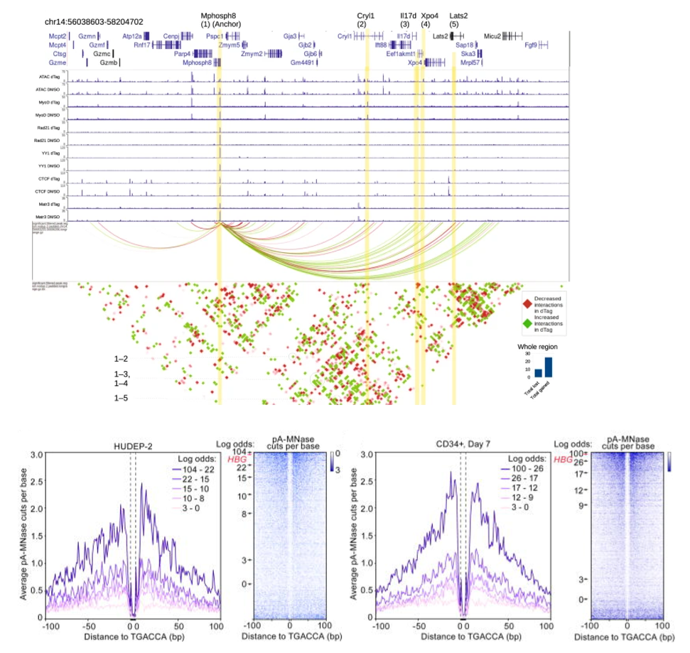 3D Genome Structure, Chromatin Reorganization, and Epigenetics image